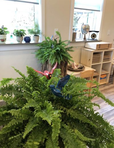 Montessori plants in class