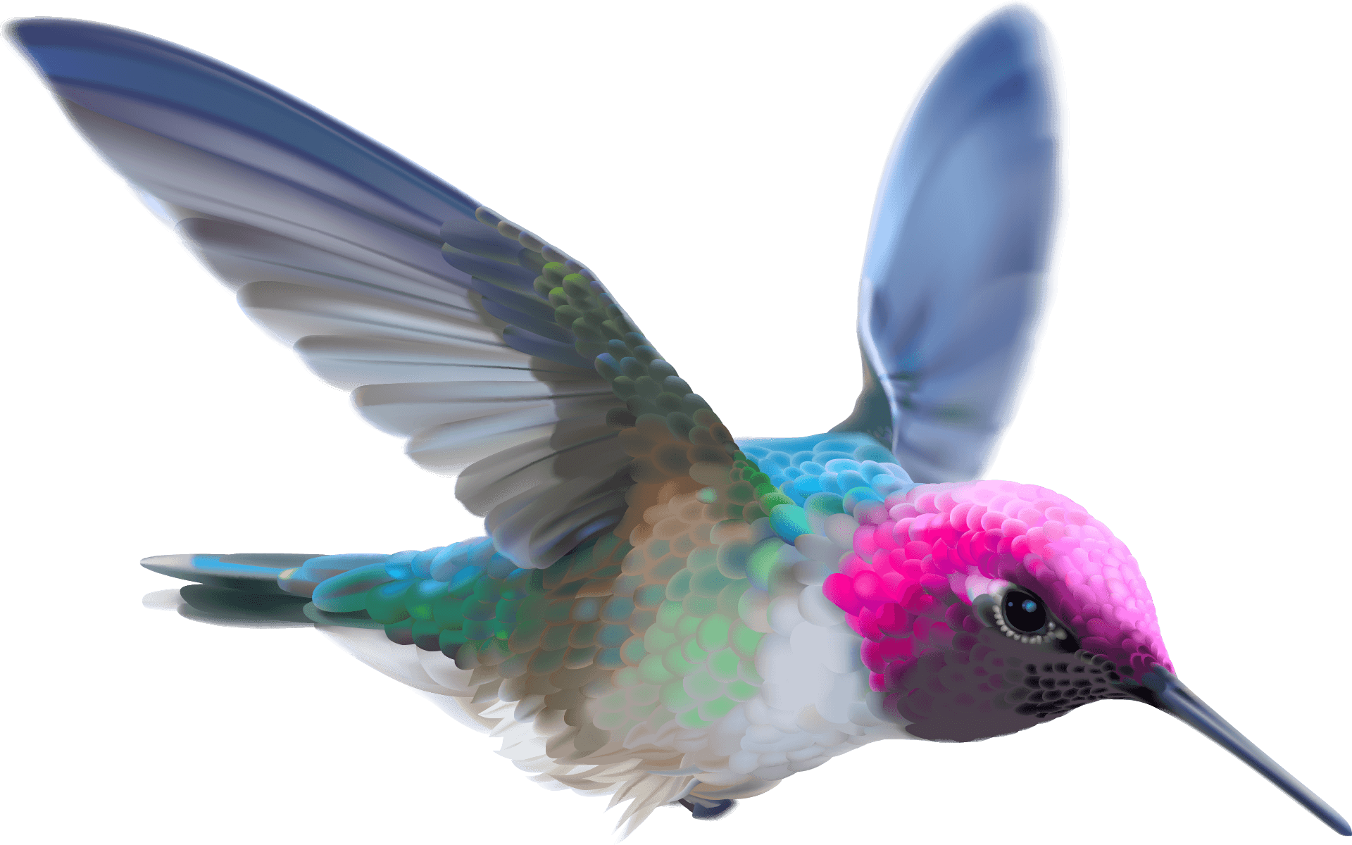 hummingbird