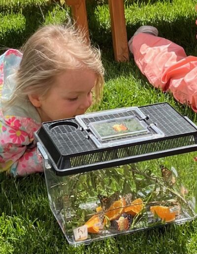 Coronation Montessori watching butterflies hatch