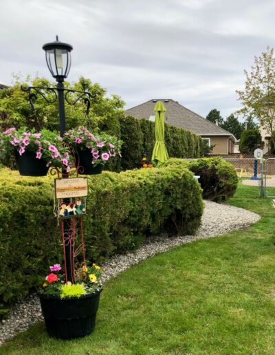 coronationMont hedge